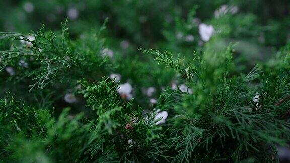 在黑暗的花园里放松灌木丛白色的寒冷的雪融化在树枝灌木