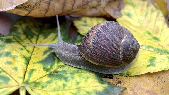 蜗牛或蜗牛在公园的黄色秋叶上爬行