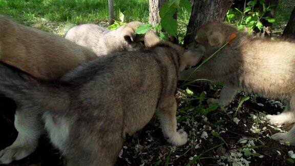 美丽有趣的萨洛斯猎狼犬的小狗们在公园的绿色草坪上玩耍
