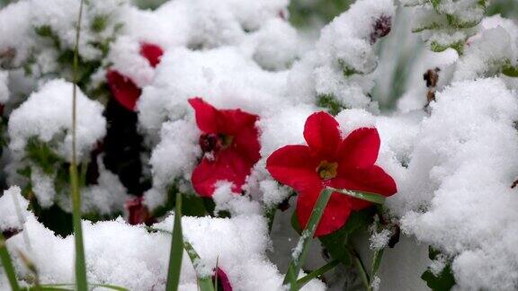 红花配雪