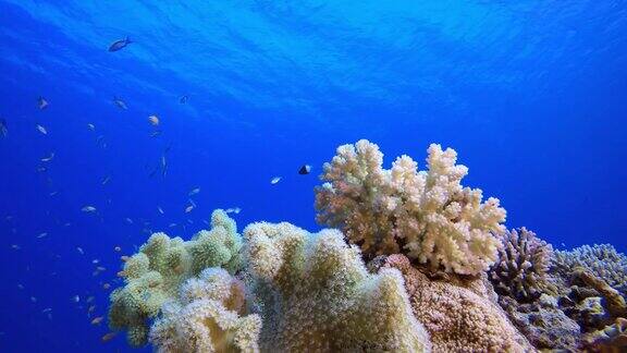 珊瑚礁海洋生物硬珊瑚