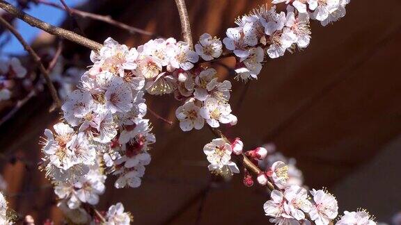 杏树开花蜜蜂飞到花附近