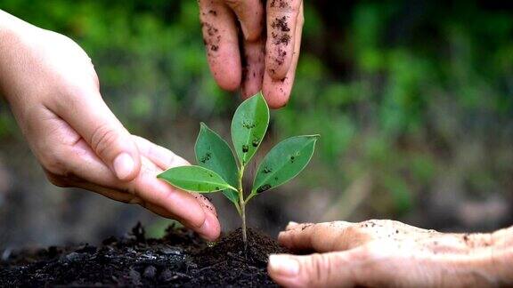 人们用双手呵护幼小的植物树木发芽