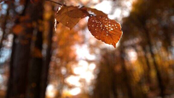 阳光明媚的日子里秋叶滴水