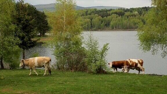 大自然的美奶牛在湖边的草地上