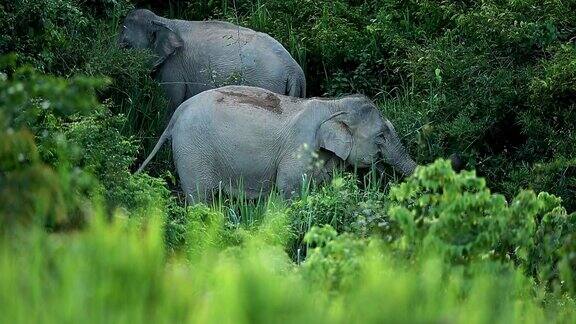 一群亚洲象在玩耍吃着竹叶