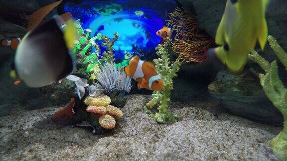 热带鱼在珊瑚海中游泳