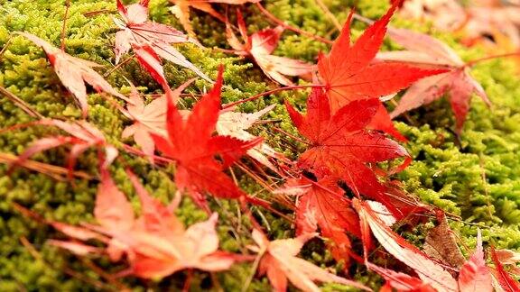 秋天的枫叶在地上