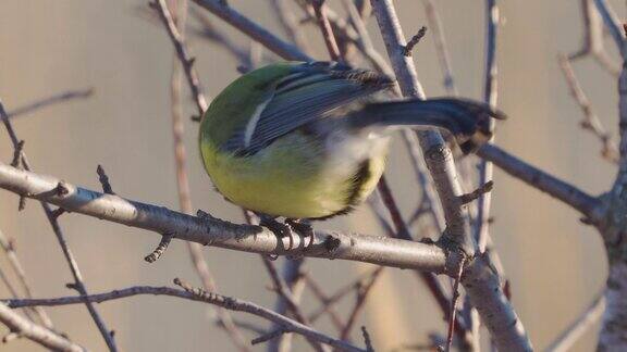 鸟-大山雀(Parusmajor)坐在树枝上吃葵花籽在一个阳光明媚的冬天霜冻的一天