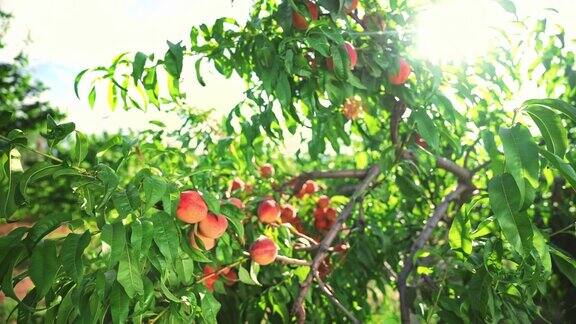 大桃子在树上令人难以置信的果园神奇的阳光水果在阳光下成熟