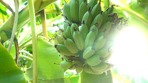 一棵香蕉树在热带树叶的包围下有大量的绿色香蕉