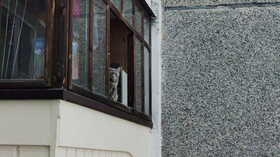 漂亮的灰猫坐在阳台上喵喵叫