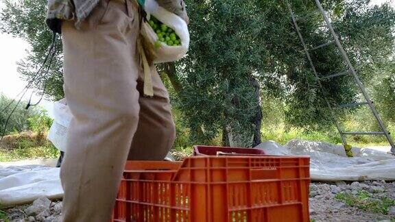 这位年轻的农民把收获的橄榄水果倒进一个塑料盒子里后面的农民正在收获橄榄生长在地中海沿岸的橄榄果实在秋季收获