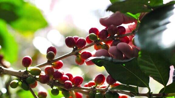 农夫轻轻地从他农场的咖啡树上采摘成熟的咖啡樱桃