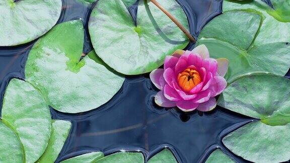 池塘里粉红色的荷花和睡莲