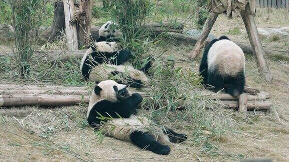 大熊猫正在吃竹叶中国