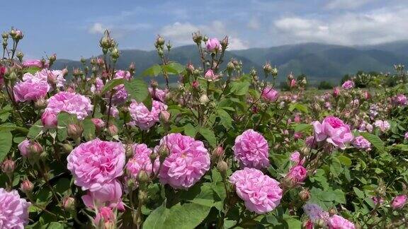 4k克里米亚粉红色大马士革油玫瑰灌木特写山背景局部聚焦