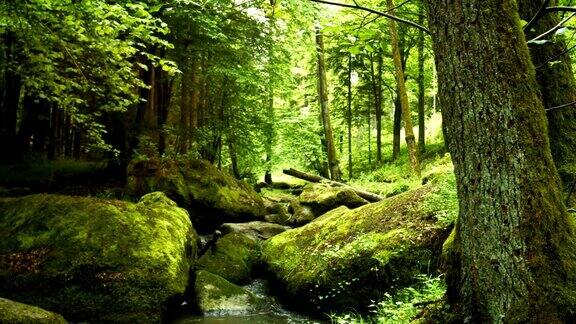 岩石森林小溪在春天