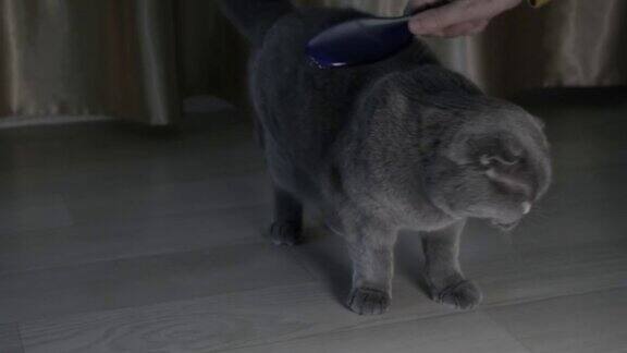 女主人的手正在用蓝梳子刮猫毛换毛季节的宠物护理-用专用去毛工具清洗猫毛
