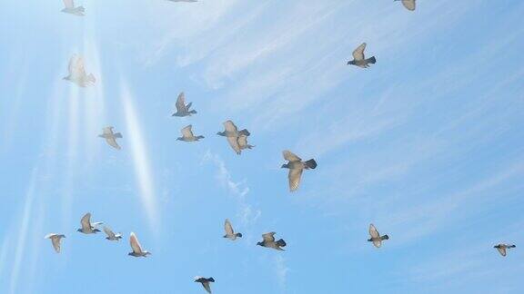 一群鸽子在晴天的蓝天上飞翔慢镜头