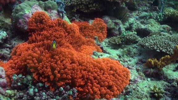 海底的橙色海葵和小丑鱼