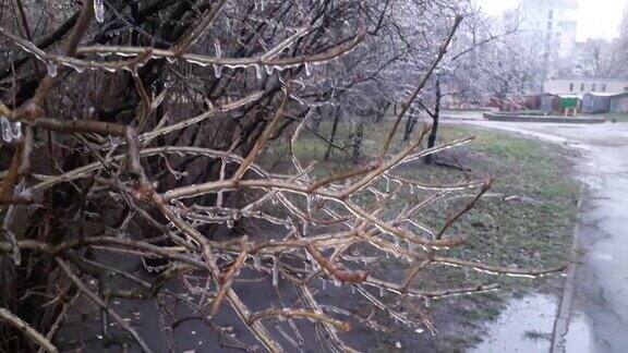 初冬冰冻的树枝