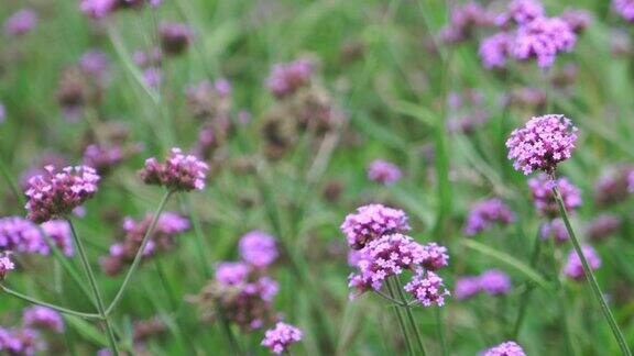绿色草地上美丽的粉红色束花