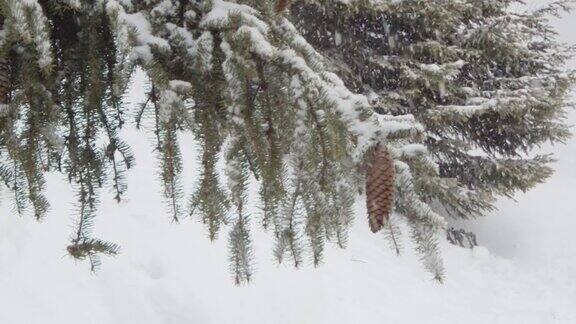 雪落冬天的雪花冷杉树枝上覆盖着雪从无聚焦模糊过渡到聚焦