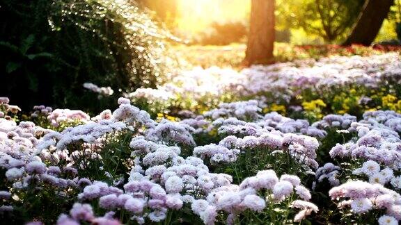 多莉拍摄自然界的菊花花坛