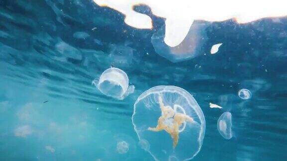水母水下拍摄海洋污染危及海洋生物