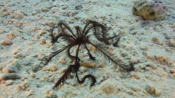 羽毛海星在海底沙石上爬行