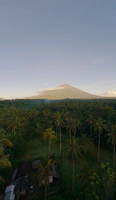 垂直视频棕榈树雨林热带植物山谷山火山天空