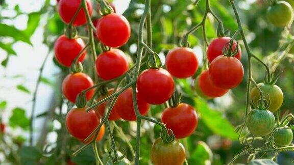 灌木上成熟的樱桃番茄