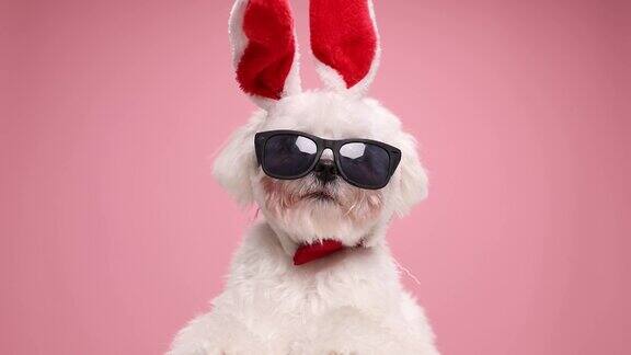 可爱可爱的小狗戴着红色领结复活节兔子耳朵和太阳镜坐在粉红色的背景上在演播室里四处张望