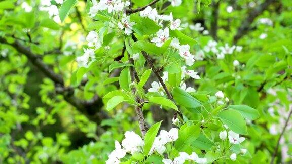 普通梨树开的白色花朵