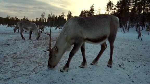 驯鹿在雪地吃草