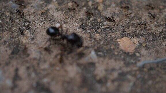 红蚂蚁在大自然中行动行走