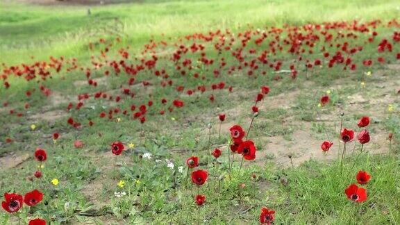 春天内盖夫沙漠中盛开着红色的银莲花以色列4k