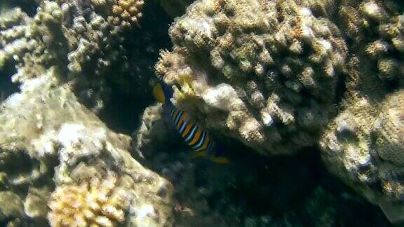 皇家天使鱼或皇家天使鱼(Pygoplitesdiacanthus)红海马萨阿拉姆阿布达布埃及