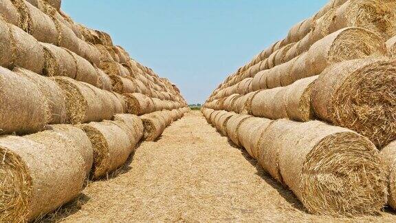 麦田里的稻草捆小麦收获后堆放在农田里的稻草捆