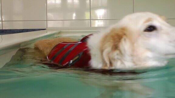 狗在训练池里游泳
