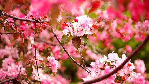 开花的树粉红色的花樱花鲜花樱桃开花