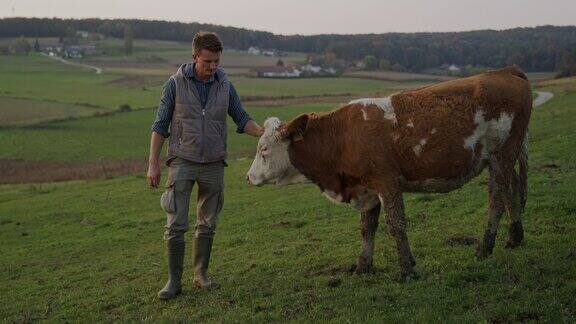 SLOMO一个农民和一头奶牛在牧场上的肖像