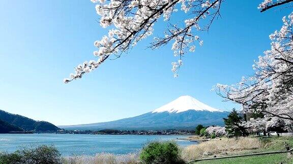 樱花下的富士山