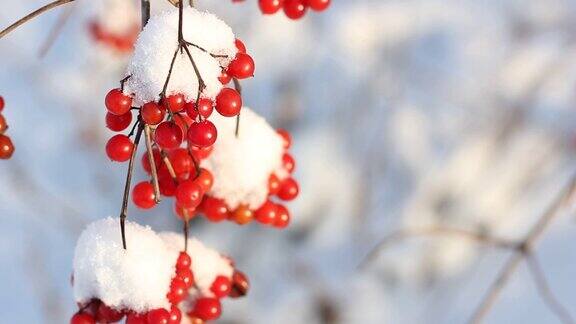 冬天雪下冻荚雪中的荚蒾第一场雪美丽的冬天