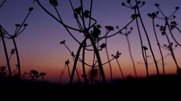 日落时分的沙漠灌木