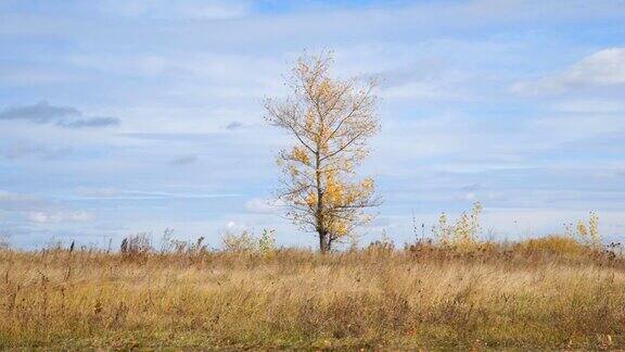 孤独的树在一片黄叶的田野里