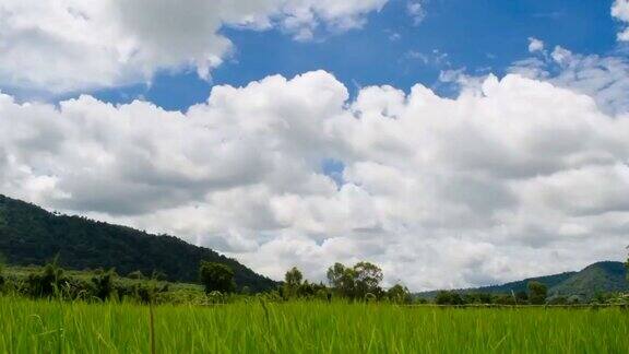 时间流逝稻田和云在天空移动