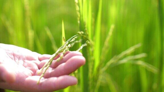 农民的手触摸着一片绿色的稻田农业