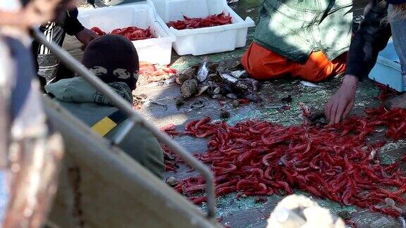 渔民排序虾